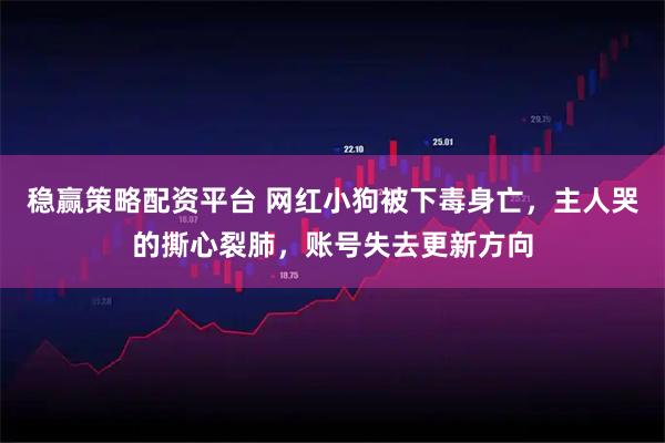 稳赢策略配资平台 网红小狗被下毒身亡，主人哭的撕心裂肺，账号失去更新方向
